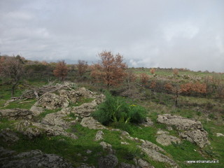 conco di Liricio-24-03-2013 11-02-01